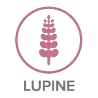Lupine
